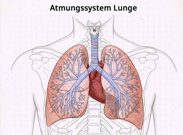 Quercetin bei Asthma