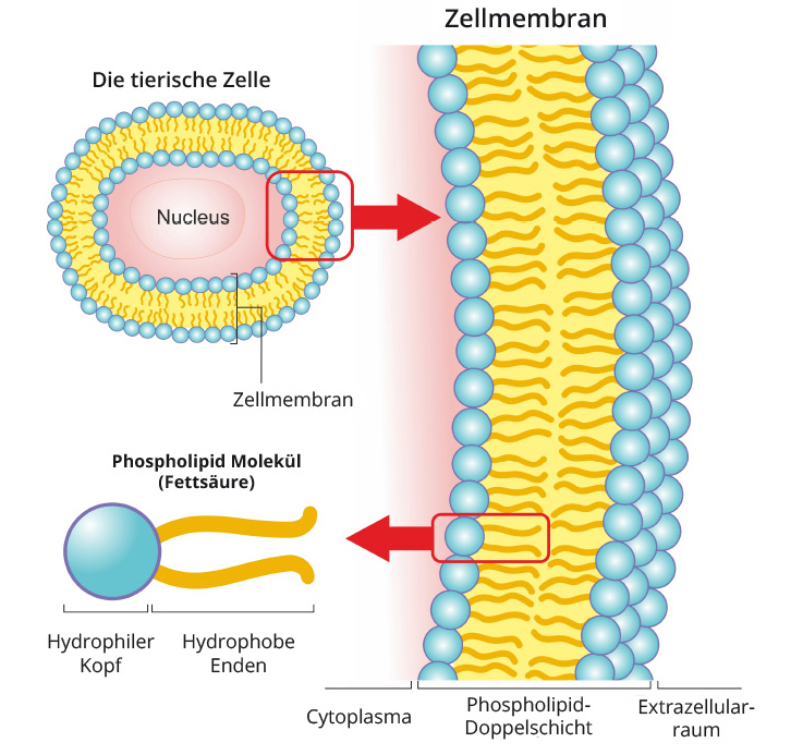 Phospholipide in der Zellmembran