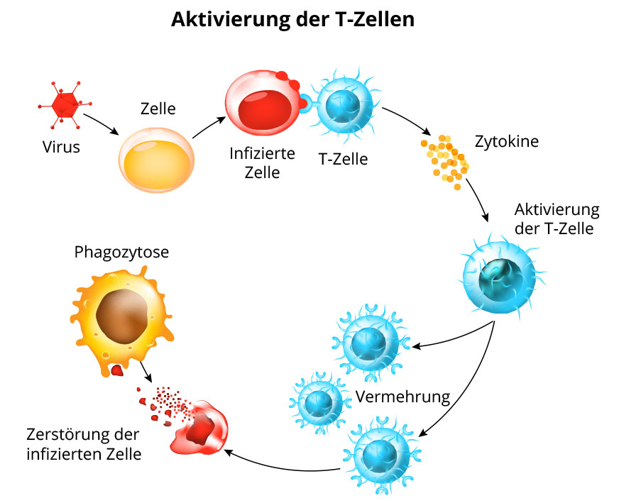 Aktivierung der T-Zellen