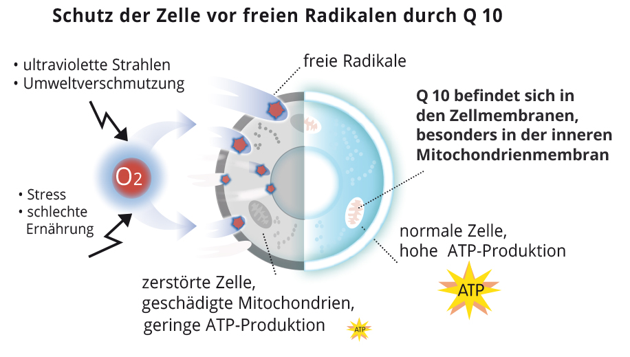 Antioxidanz Q10