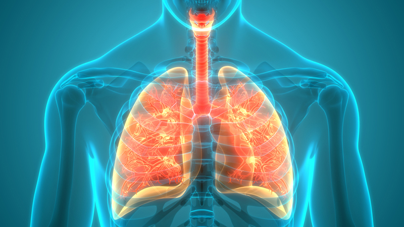 Quercetin bei Asthma