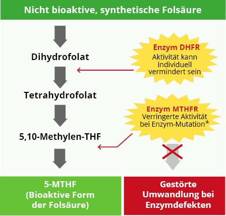 Folsäure 5-MTHF Umwandlung